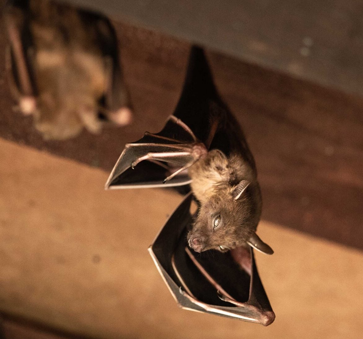 Wildlife-Bats in Des Moines